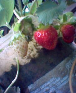 Cara Berkebun strawberry di dataran rendah