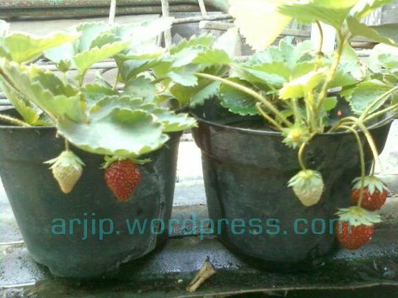 Kapan tanaman Strawberry akan berbuah?  Arjip's Blog